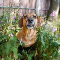 Nova