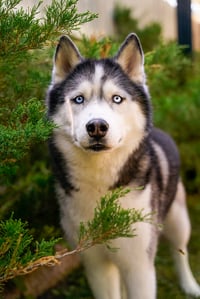 Oscar