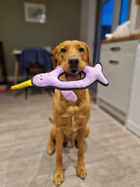 Maximus