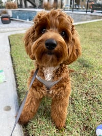 Augie