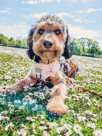 Suki