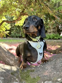 Hugo
