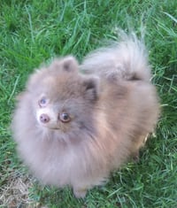Basil Baryshnikov