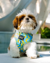 Mr Paco