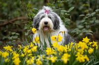 Tashi
