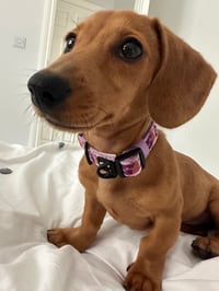 Maple