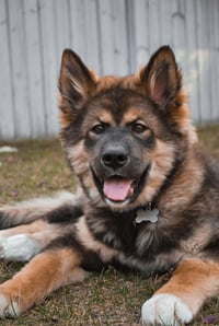 Bandit