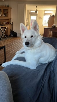 Bo