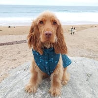 Nala