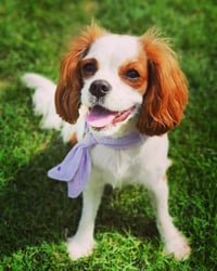 Pipa