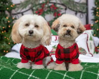 Hank & Masha