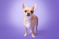 Pip