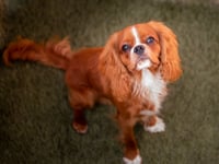 Mylo