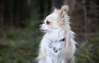 Django
