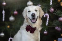 Koda