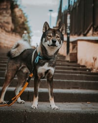 Meito