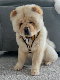 Leonardo