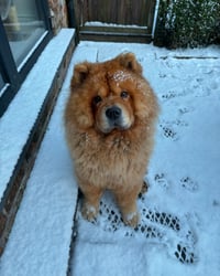 Gus