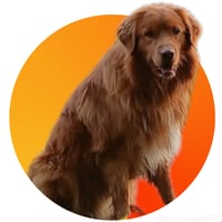 Bodi