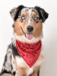 Kora