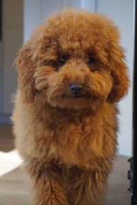 Simba
