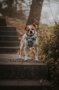 Yoshi