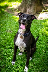 Stella