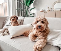Guus and Tedd