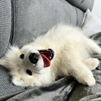 Sammy