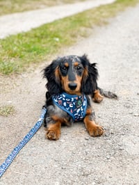 Loki