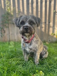 Albie