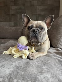 Guapa