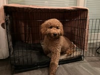 Ollie