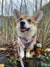 Lila