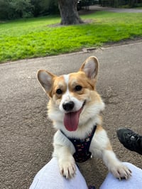 Koda