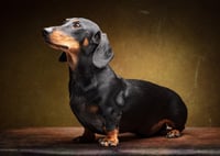 Cooper
