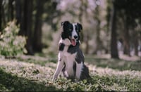 Lassie