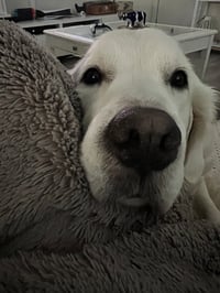 Ludo