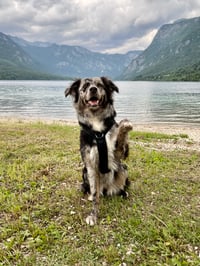 Kona