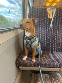 Milo