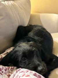 Ellie