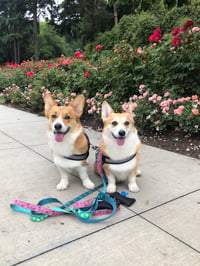 Maple and Morty