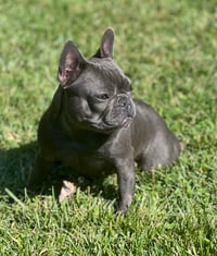Piper