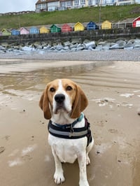 Paddy