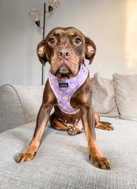 Lola