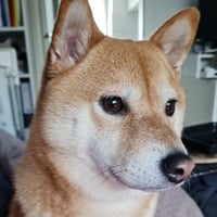 Jamie