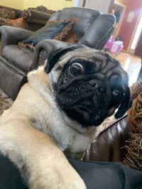 Jeffery