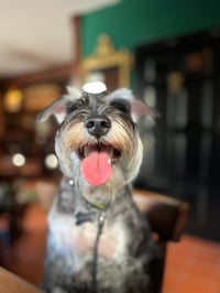 Phoebe