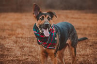 Ellie Mae