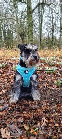 Evie